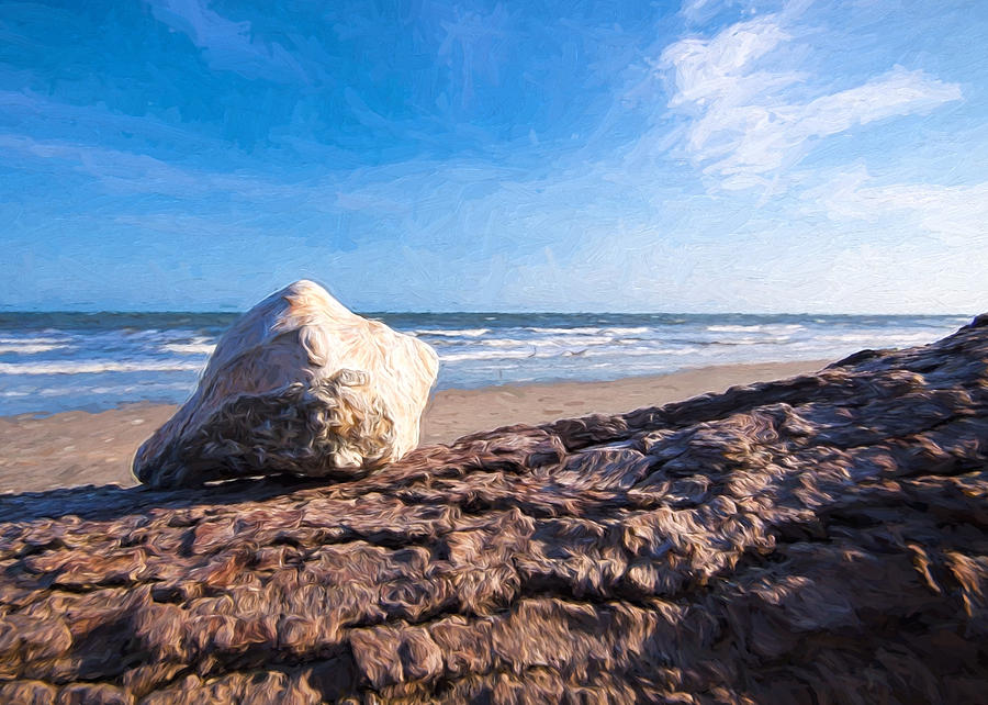 Sea Shell on the Sea Shore - Botany Bay Photograph by Shirley Radabaugh