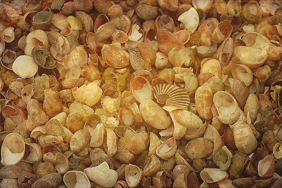 Seashells Red River Beach Harwich Cape Cod MA Photograph by Suzanne Powers