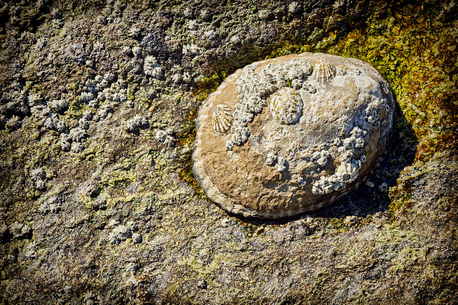 Shell Photograph - Sea Shell Rock by Kelley King
