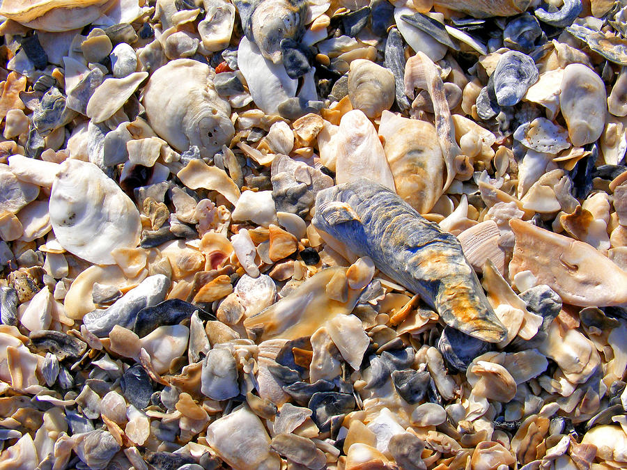 Sea Shell Sand Photograph by Duane McCullough
