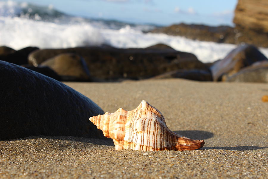 Sea Shell Shores by Murad Abel Sea Shell Shores by Murad Abel