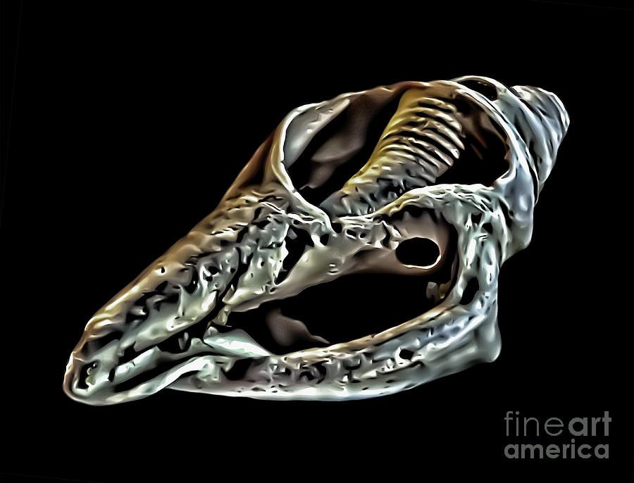 Sea Shell Skeleton Photograph by Walt Foegelle