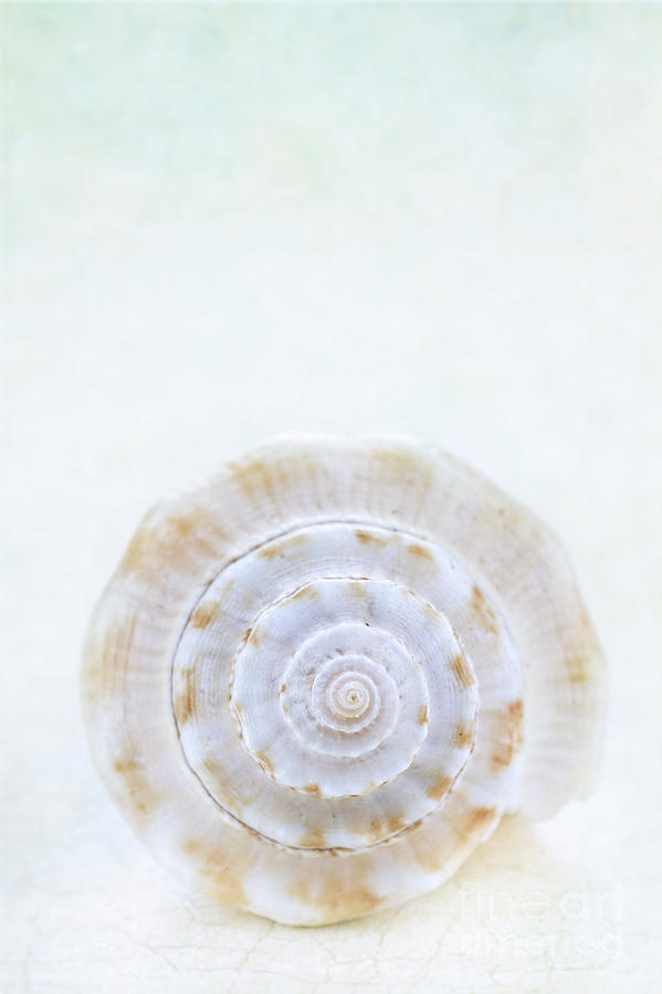 Sea Shell Photograph by Stephanie Frey