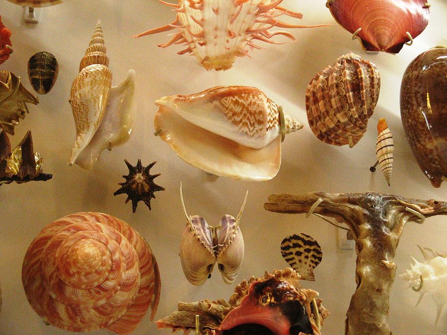Sea Shell Still Life Photograph by Alfred Ng