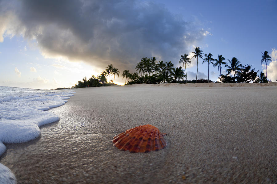 Beach Photograph - Sea Shell Sunrise by Sean Davey