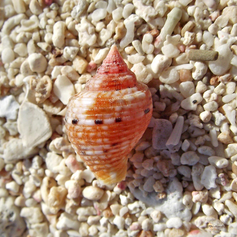 Sea Shell Upclose Photograph by Duane McCullough