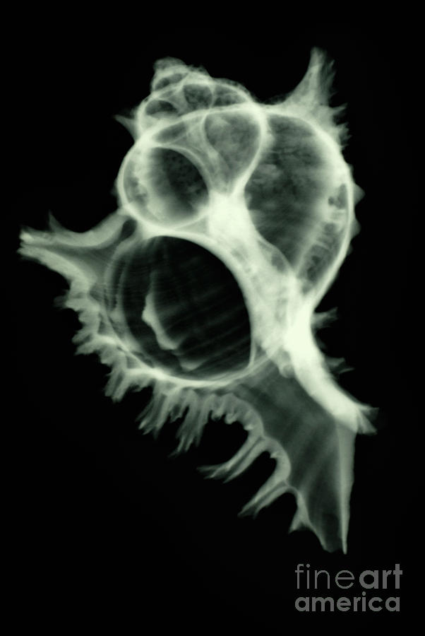 Shell Photograph - Sea Shell, X-ray by Scott Camazine