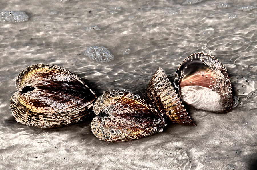 Sea Shells 2 Photograph by Geraldine Alexander