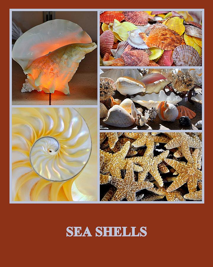 Sea Shells Photograph by AJ  Schibig