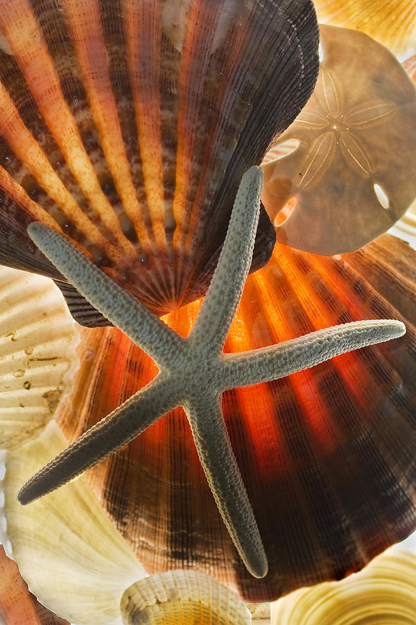 Shell Photograph - Sea Shells by Bob Decker