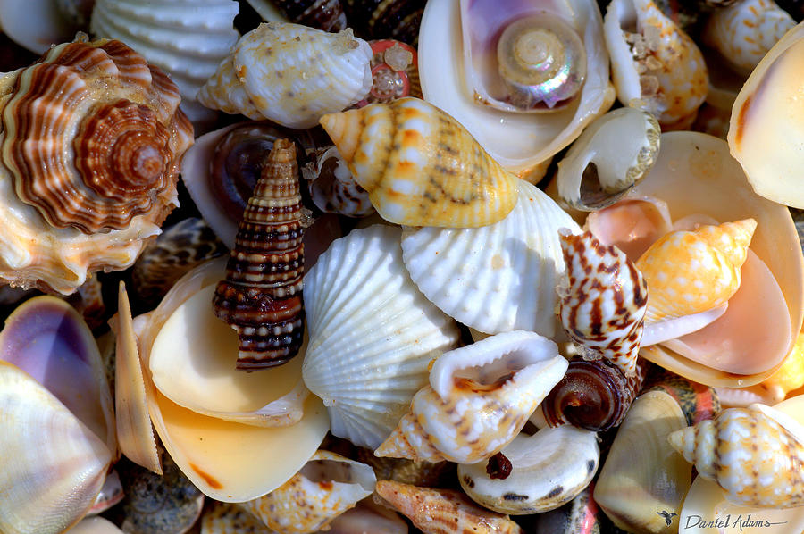 Sea Shells by the Sea Shore Photograph by Daniel Adams - Pixels