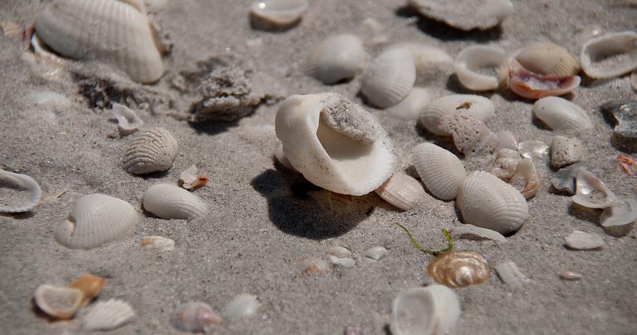 Sea Shells By The Sea Shore - Sanibel Island Photograph by John Black