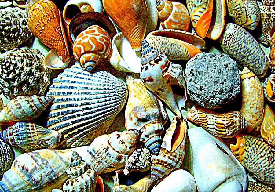 Sea Shells by the Sea Shore Photograph by William Bennett