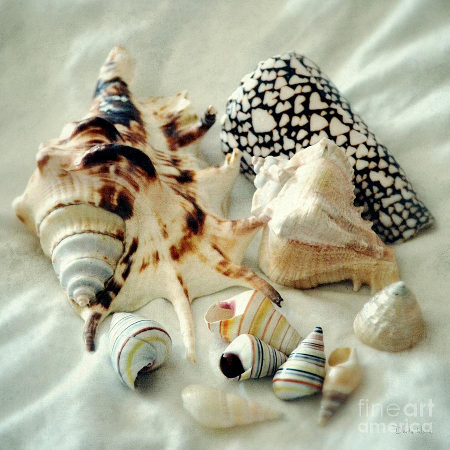 Sea Shells- colorful collection Photograph by Darla Wood