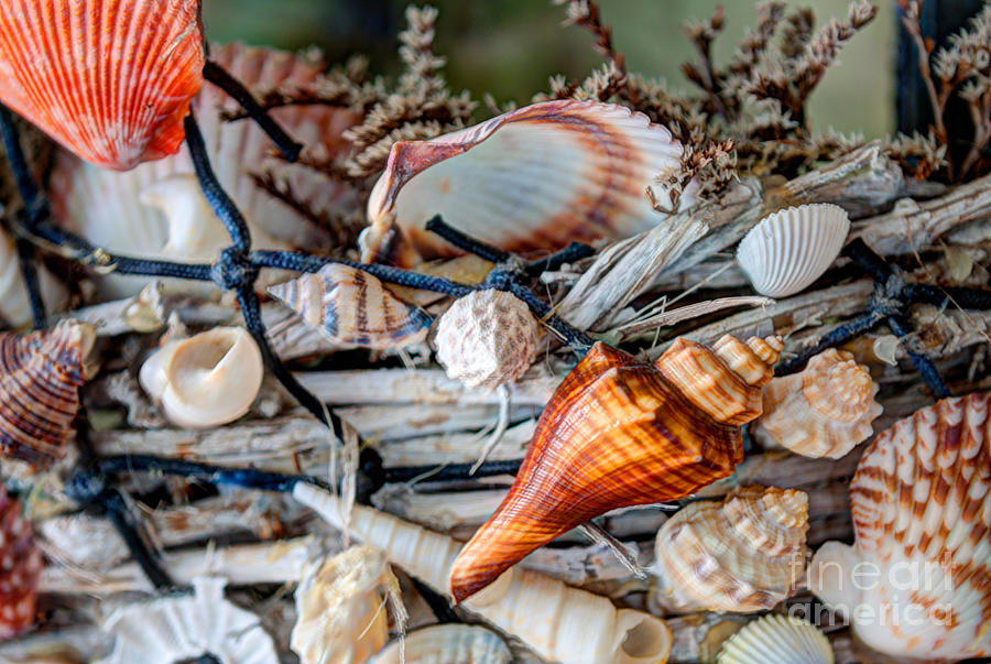Sea Shell Basket Photograph by Dale Powell
