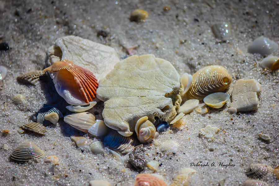 Sea Shells Photograph - Sea Shells by Deborah Hughes Sea Shells Photograph - Sea Shells by Deborah Hughes