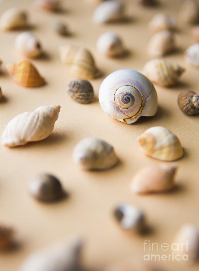 Still Life Photograph - Sea Shells by Diane Diederich