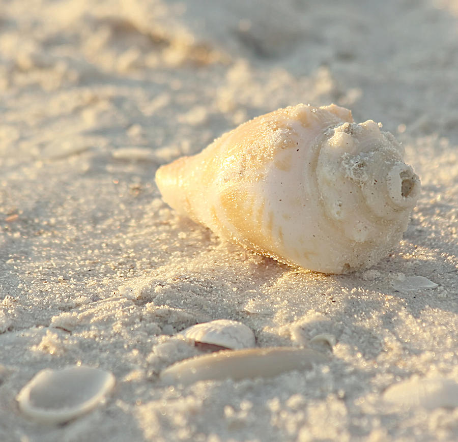 Nature Photograph - Sea Shells by Kim Hojnacki