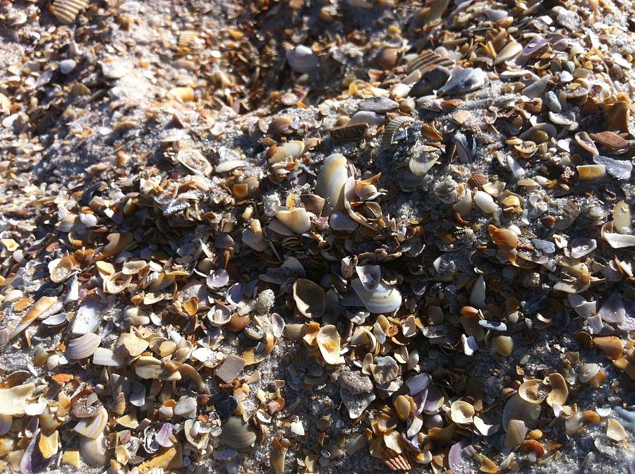 Sea Shells Photograph by Marian Lonzetta