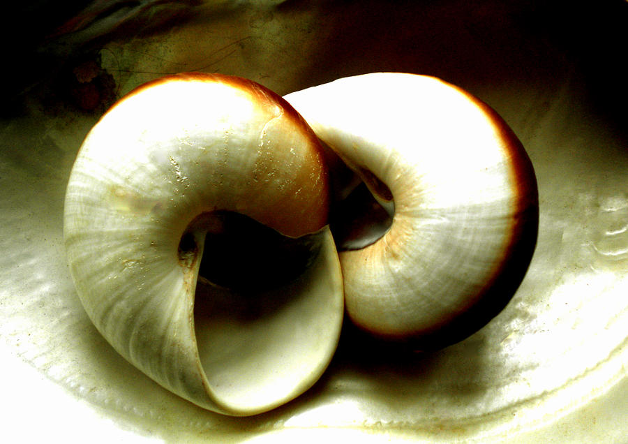 Nature Photograph - Sea Shells Meeting by Colette V Hera Guggenheim