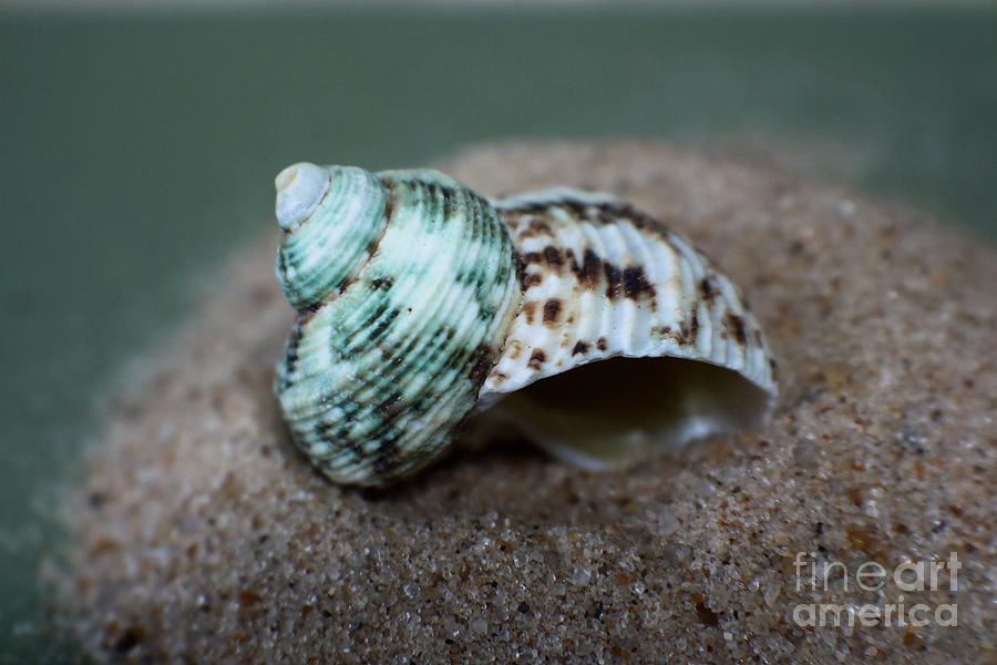 Sea Shells Ocean Green Photograph by Ella Kaye Dickey