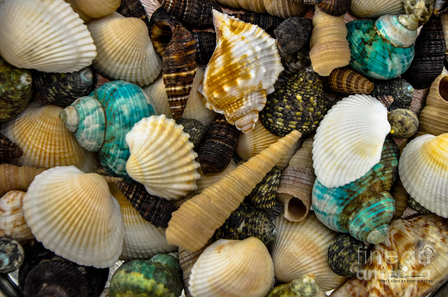 Sea Shells Photograph by Ronald Grogan