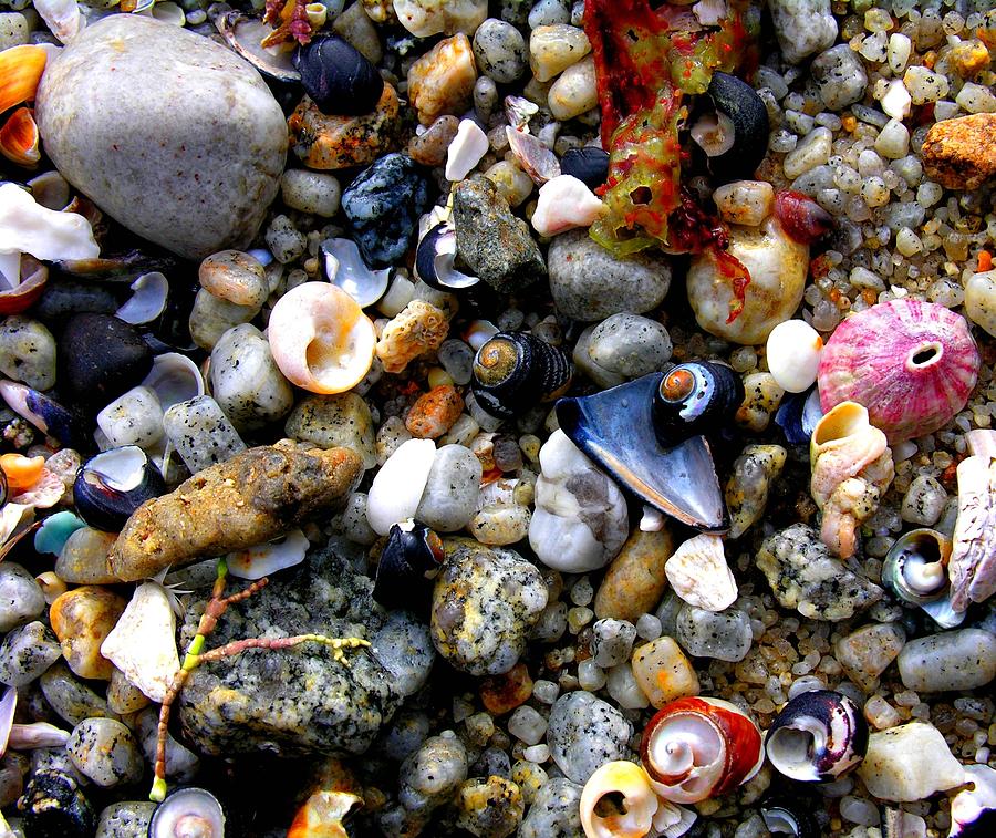 Shell Photograph - Sea Shells by Ru Tover