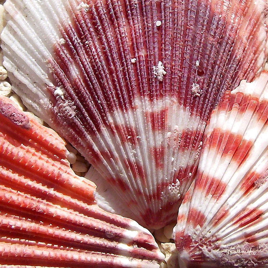 Sea Shells Upclose 2 Photograph by Duane McCullough