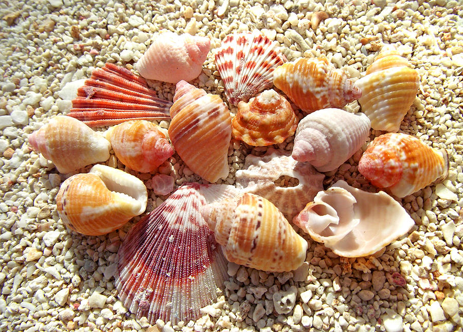 Sea Shells Upclose 3 Photograph by Duane McCullough