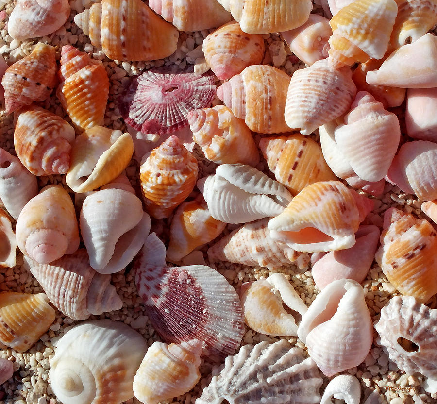 Sea Shells Upclose 4 Photograph by Duane McCullough