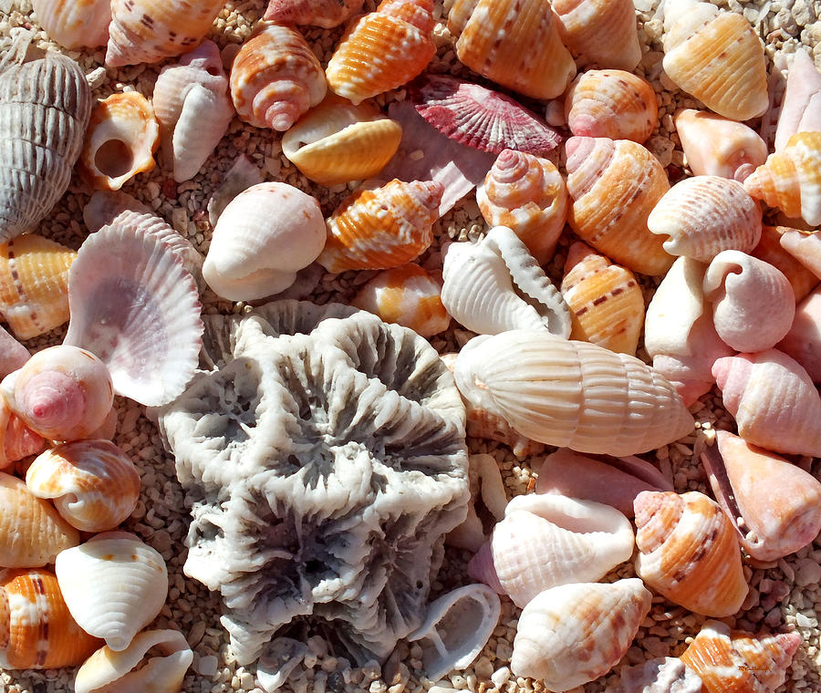 Sea Shells Upclose 5 Photograph by Duane McCullough