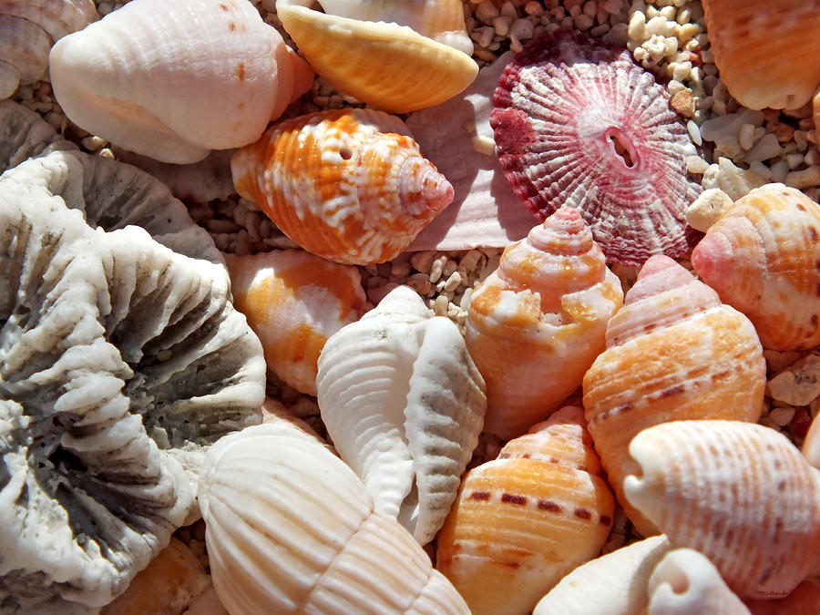 Sea Shells Upclose 6 Photograph by Duane McCullough
