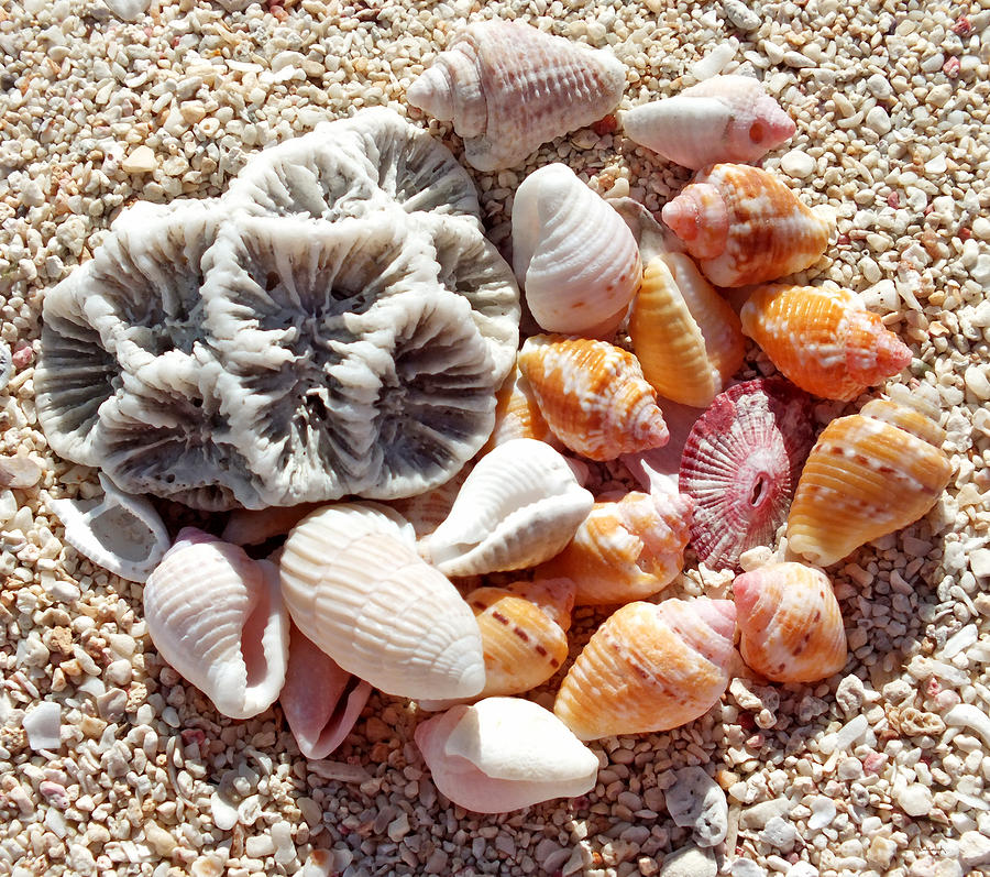 Sea Shells Upclose 7 Photograph by Duane McCullough