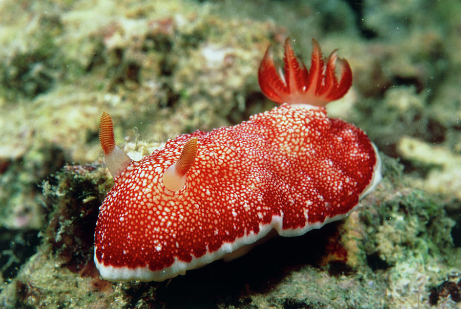 Nature Photograph - Sea Slug by Matthew Oldfield/science Photo Library