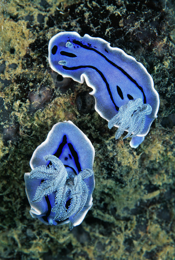 Sea Slugs Photograph by Matthew Oldfield/science Photo Library - Pixels