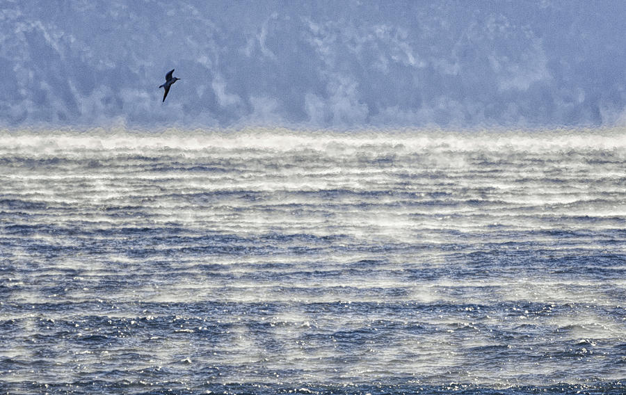 Seagull Photograph - Sea Smoke and Gull Blues by Marty Saccone