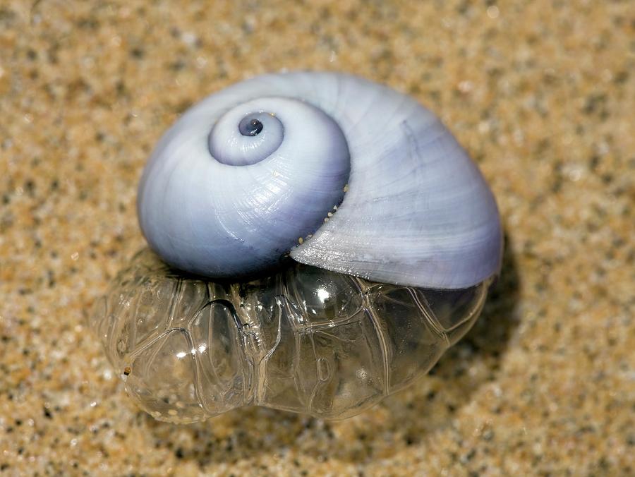 Sea Snail Blowing Bubbles Photograph by Pascal Goetgheluck/science