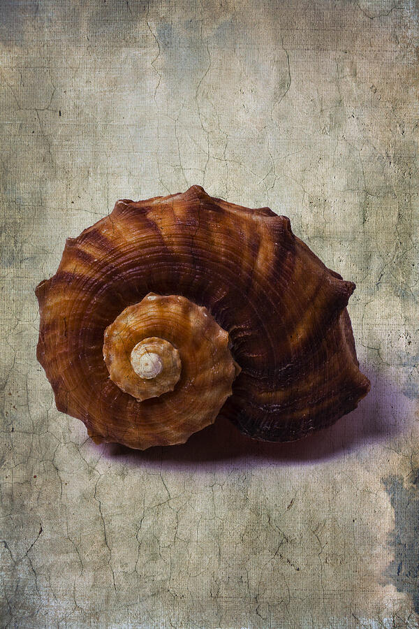 Still Life Photograph - Sea Snail by Garry Gay