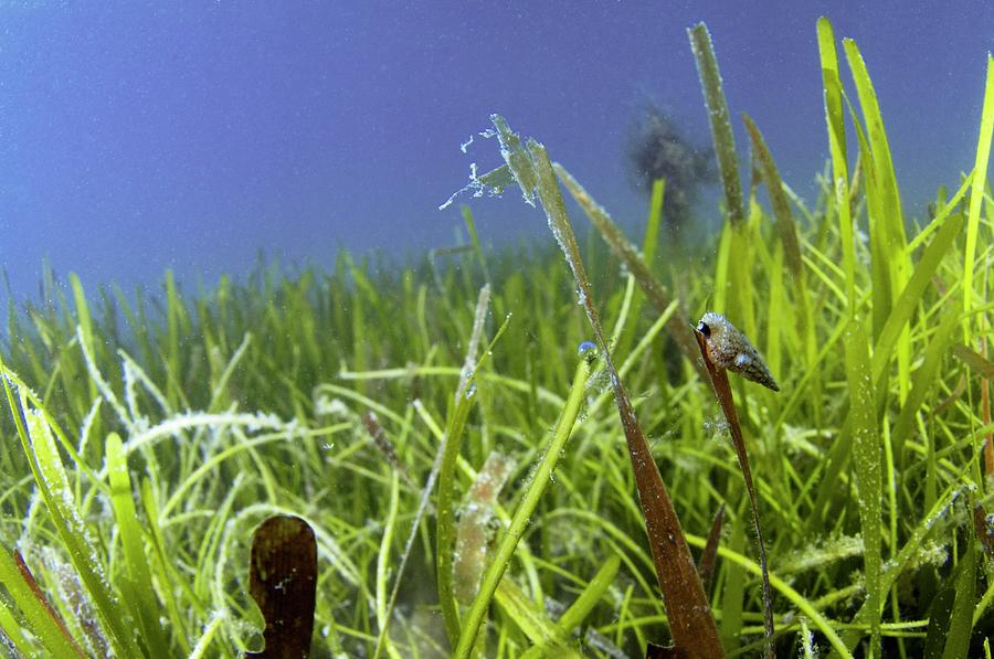 Sea Snail On Seagrass Photograph by Scubazoo/science Photo Library