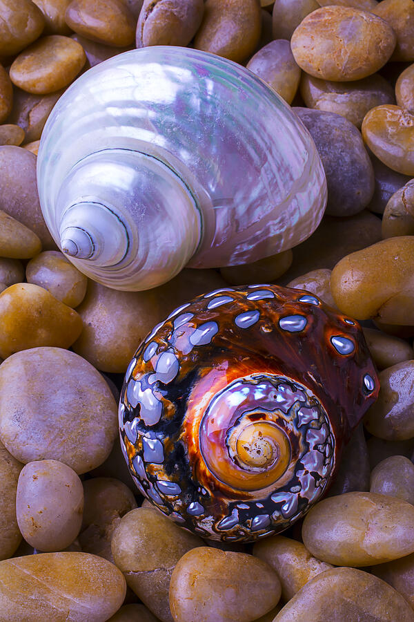 Assortment of Beautiful Seashells Photograph by Garry Gay - Fine Art America