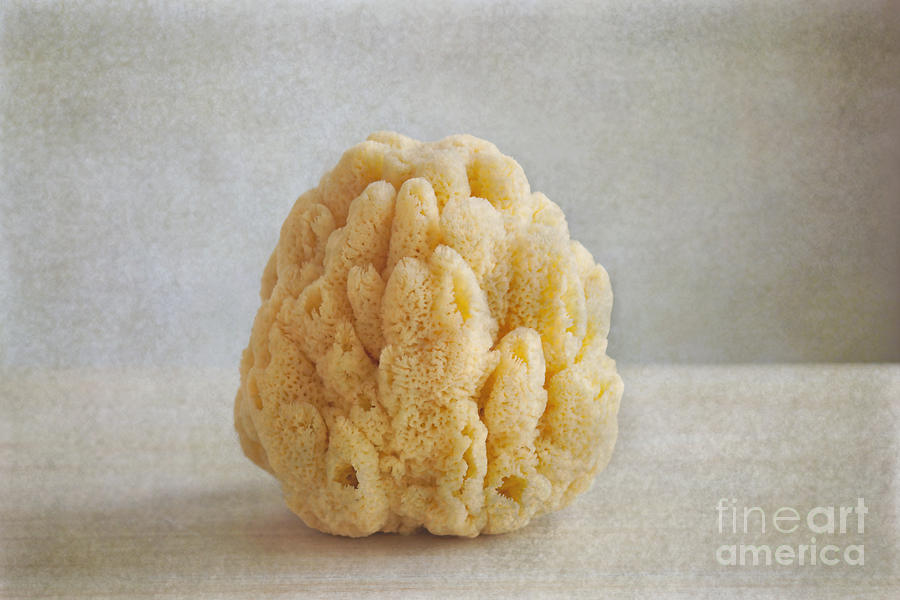 Sea Sponge Photograph by Aiolos Greek Collections