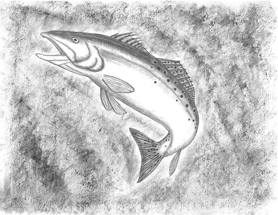 Speckled Trout Drawing by Christopher Williams Fine Art America