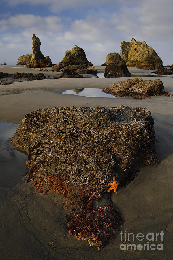 Sea Stacks And Low Tide Photograph by John Shaw