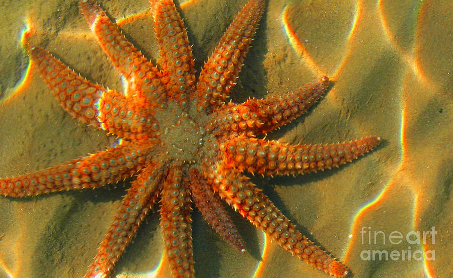 Fish Photograph - Sea star by Amber Nissen