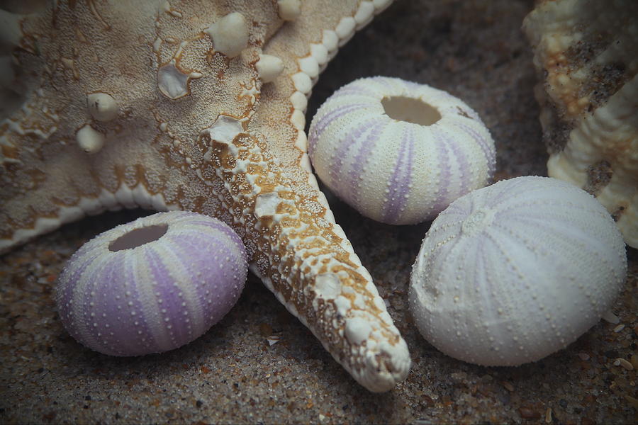 Shell Photograph - Sea Star and Sea Urchins by Cathy Lindsey