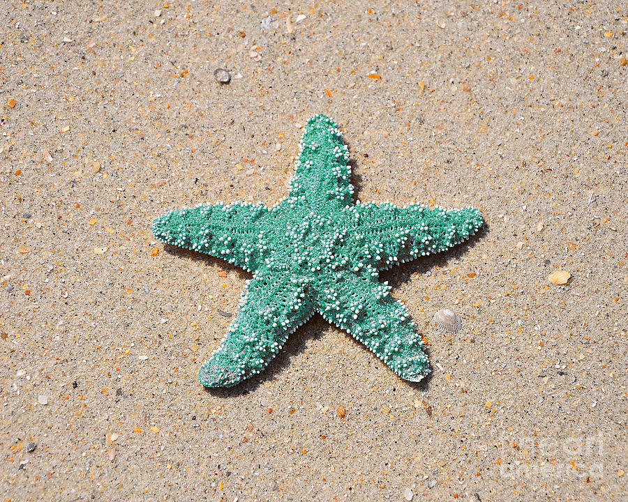 Sea Star - Aqua Photograph by Al Powell Photography USA