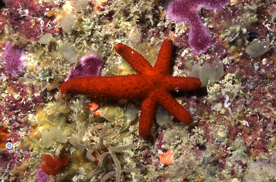 Sea Star Comet Photograph by Newman & Flowers