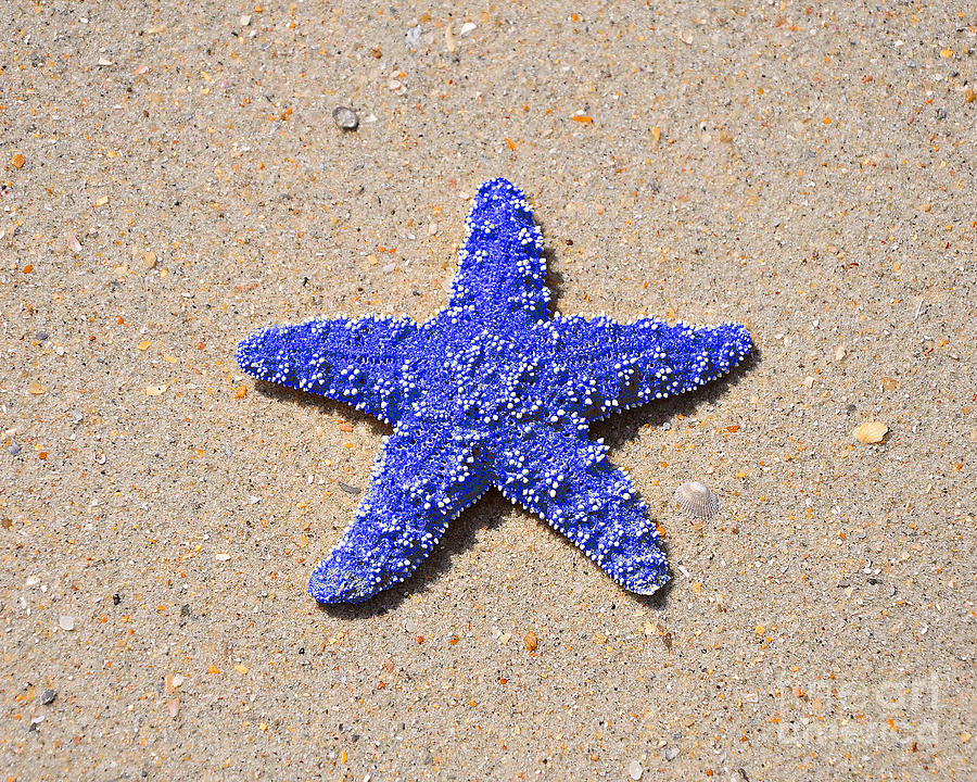 Sea Star - Dark Blue Photograph by Al Powell Photography USA