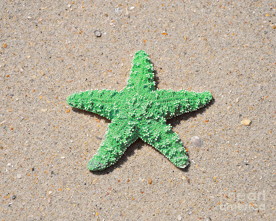 Sea Star - Green Photograph by Al Powell Photography USA