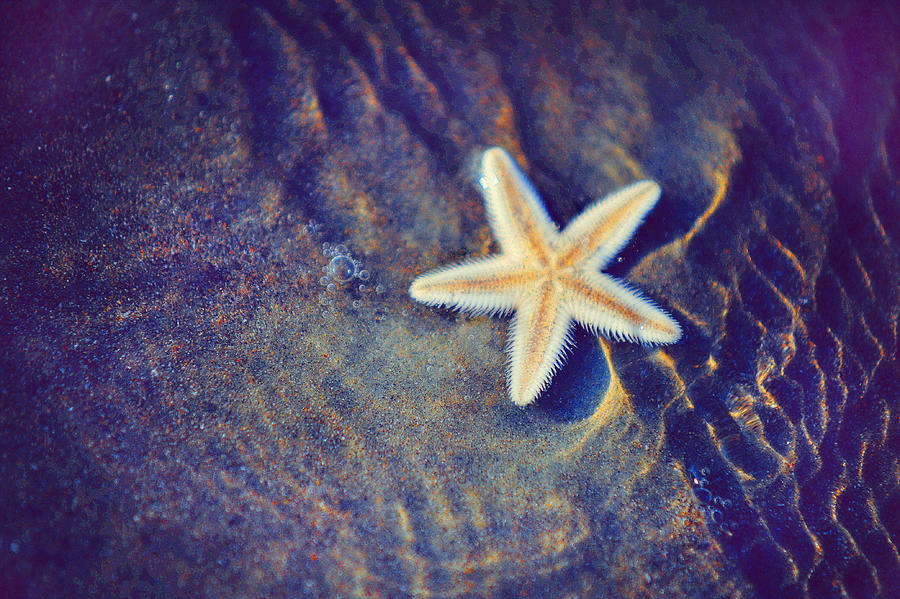 Sea Star. Memory of the Sunny Days in Tropics Photograph by Jenny Rainbow